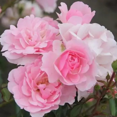 Роза БОНИКА флорибунда в Бобруйске