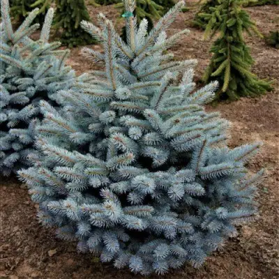 Ель МИСТИ БЛЮ голубая в Бобруйске