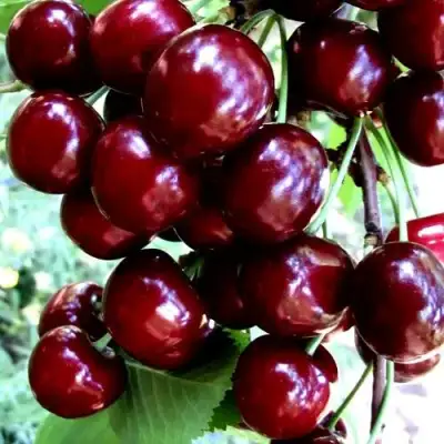 Черешня ОЛЕНЬКА в Бобруйске