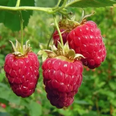 Малина ГОРДОСТЬ РОССИИ в Бобруйске