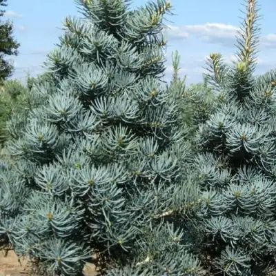 Пихта КОНКОЛОР в Бобруйске