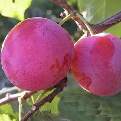 Слива ДЕЛИКАТНАЯ в Бобруйске