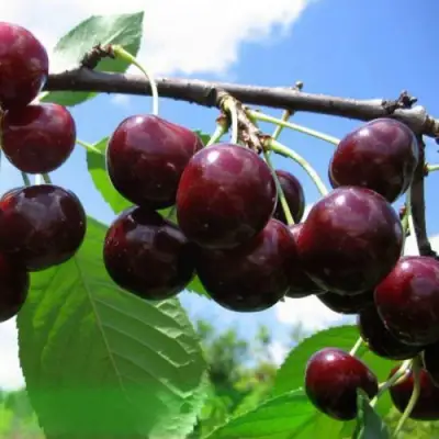 Дюк ЧУДО-ВИШНЯ в Бобруйске