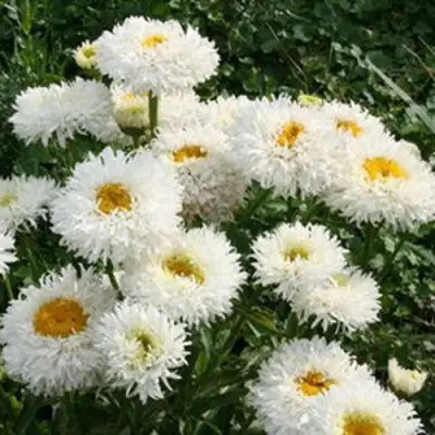 Нивяник КРЕЙЗИ ДЕЙЗИ наибольший в Бобруйске