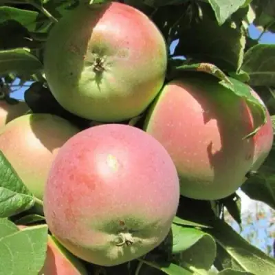 Яблоня МОСКОВСКОЕ ЗИМНЕЕ в Бобруйске