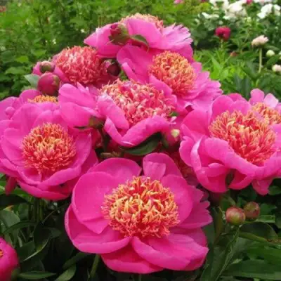 Пион ДОРИН травянистый в Бобруйске