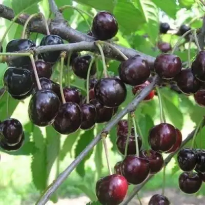 Черешня ЛЮБИМИЦА АСТАХОВА в Бобруйске