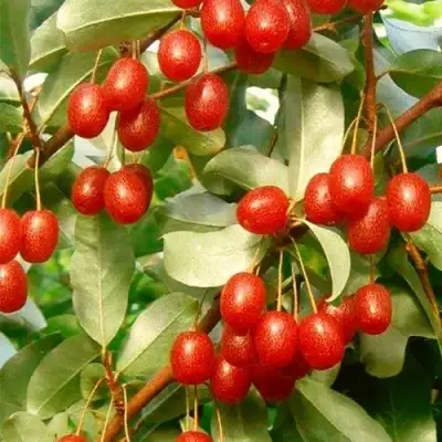 ГУМИ (ЛОХ МНОГОЦВЕТКОВЫЙ) в Бобруйске