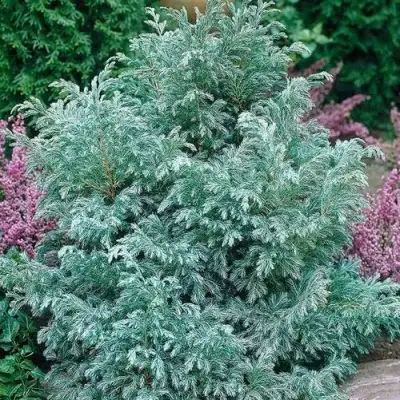 Кипарисовик БУЛЕВАРД горохоплодный в Бобруйске