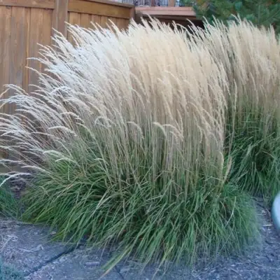 Вейник КАРЛ ФОРСТЕР остроцветковый в Бобруйске