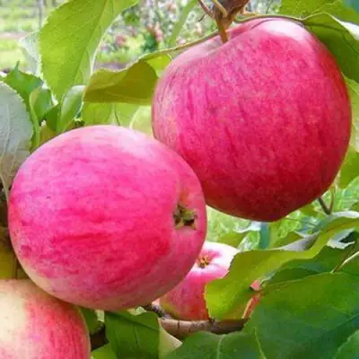 Яблоня РОЗОВЫЙ НАЛИВ в Бобруйске