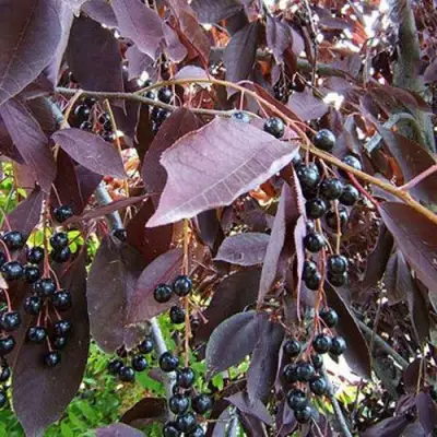 Черемуха виргинская ШУБЕРТ в Бобруйске