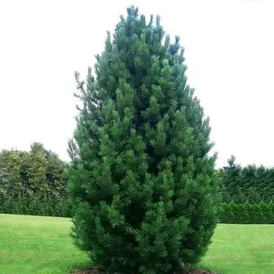 Сосна кедровая европейская в Бобруйске