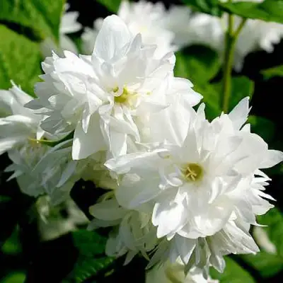 Жасмин ДАМ БЛАНШ в Бобруйске