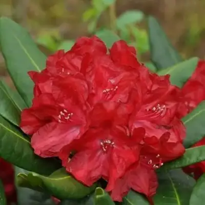 Рододендрон БУЗУКИ в Бобруйске