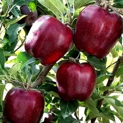 Яблоня РЕД ЧИФ в Бобруйске