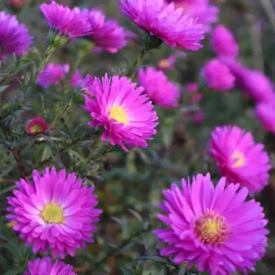 Астра КАРМИНКУППЕЛЬ в Бобруйске