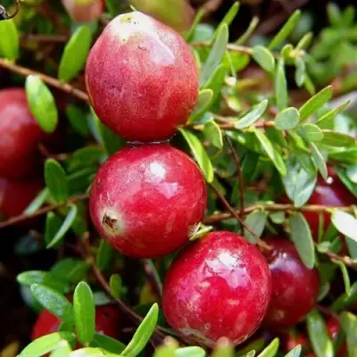 Клюква СТИВЕНС в Бобруйске