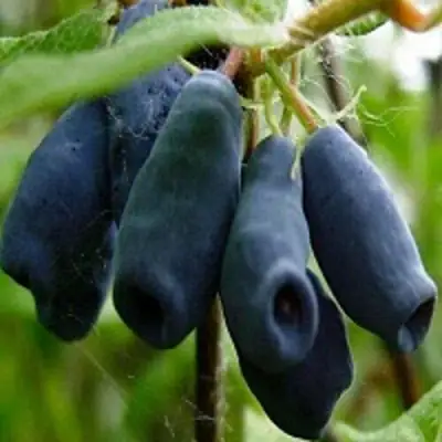 Жимолость съедобная НАРЫМСКАЯ в Бобруйске