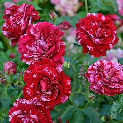 Роза ДИП ИМПРЕШН флорибунда в Бобруйске