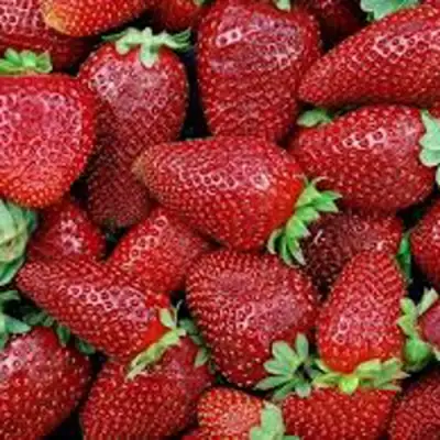 Клубника СКАЛА в Бобруйске