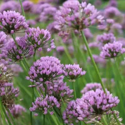 Лук угловатый в Бобруйске