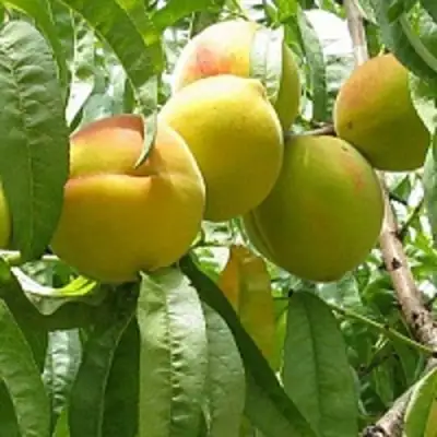 Персик СЕЯНЕЦ СТАРКА в Бобруйске