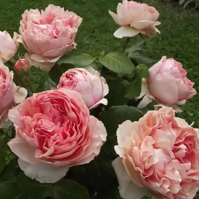 Роза ФИЛИНГ чайно-гибридная в Бобруйске