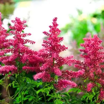 Астильба ЮНИК КАРМИН гибридная в Бобруйске