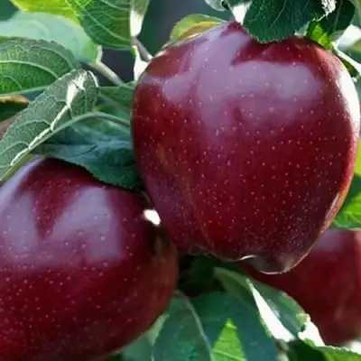 Яблоня РЕД ЧИФ в Бобруйске