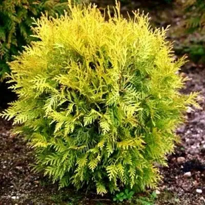 Туя ГЛОБОЗА АУРЕА западная в Бобруйске