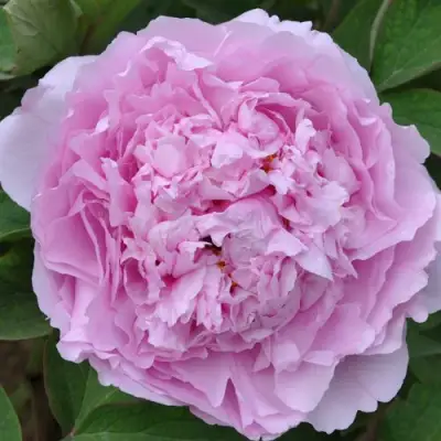 Пион ПРОЗРАЧНАЯ РОСА древовидный в Бобруйске