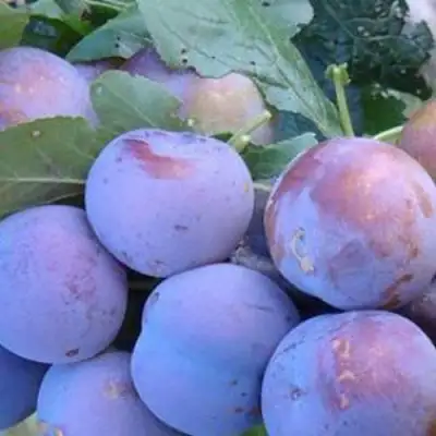 Слива НАГРАДА НЕМАНСКАЯ в Бобруйске