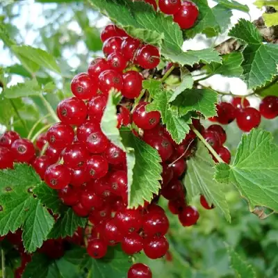 Смородина красная ГОЛЛАНДСКАЯ КРАСНАЯ в Бобруйске