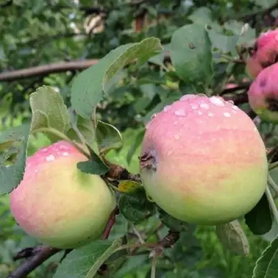 Яблоня УТРО в Бобруйске