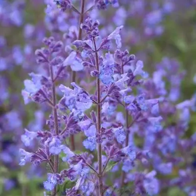 Котовник КИТ КЭТ фассена в Бобруйске