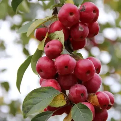 Яблоня РЕД ОБЕЛИСК колонновидная в Бобруйске