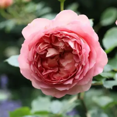 саженцы розы РИДЖЕНТС ПАРК