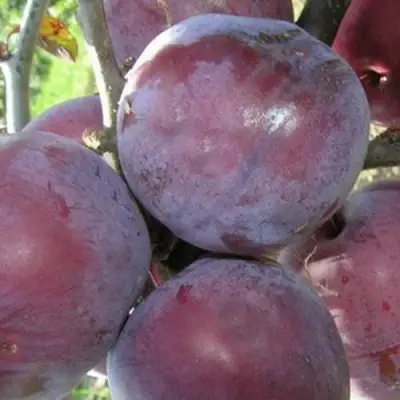 Слива ПАННА в Бобруйске