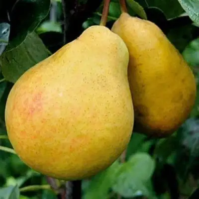 Груша ВЕЛИКАЯ ЛЕТНЯЯ (БОЛЬШАЯ ЛЕТНЯЯ) в Бобруйске