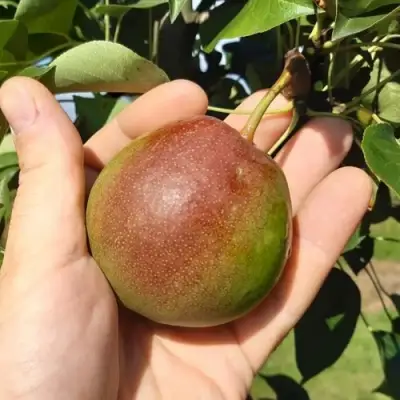 Груша КУПАЛА в Бобруйске