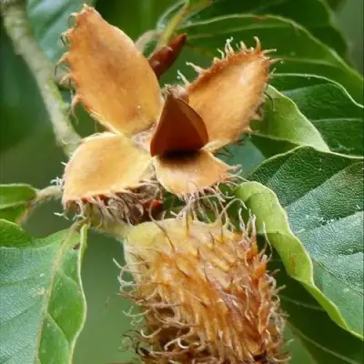 Бук обыкновенный в Бобруйске