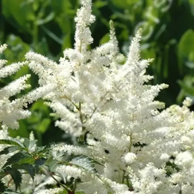 Астильба ХЭППИ ДЕЙ Арендса в Бобруйске