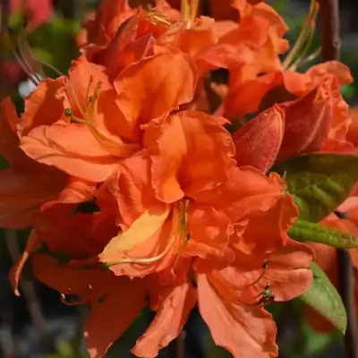 Азалия МАНДАРИН ЛАЙТС листопадная в Бобруйске