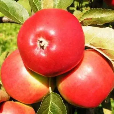 Яблоня СЯБРЫНА в Бобруйске