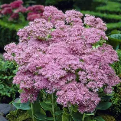 Очиток (седум) БРИЛЛИАНТ в Бобруйске