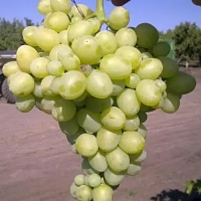 Виноград АРКАДИЯ в Бобруйске