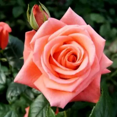 Роза ВАУ чайно-гибридная в Бобруйске