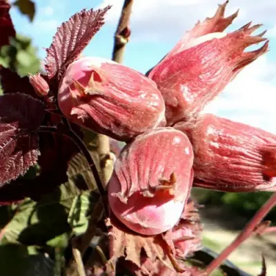 Фундук АЛЫЙ ПАРУС в Бобруйске