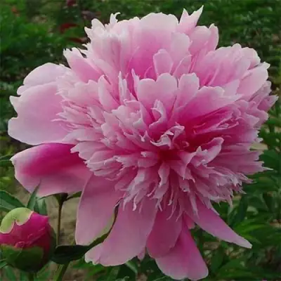 Пион ГОЛУБАЯ ХРИЗАНТЕМА травянистый в Бобруйске